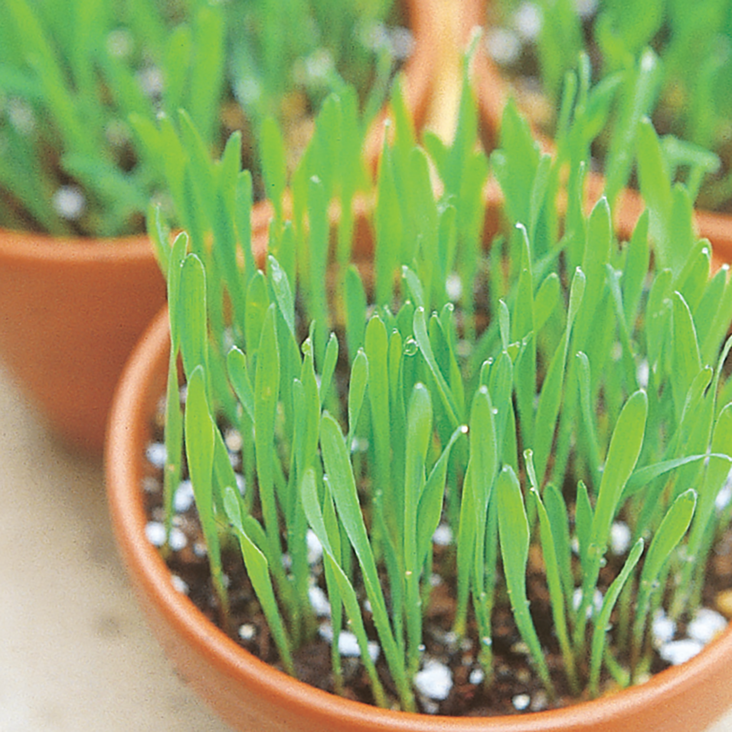 Close up of catgrass in a pot